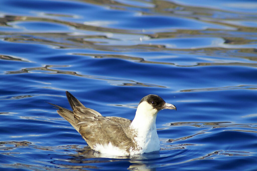 Seabirds ponta de sao lourenco